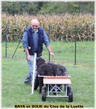 bouvier des flandres et attelage canin - Elevage du Clos de la Luette  -  Copyright depose